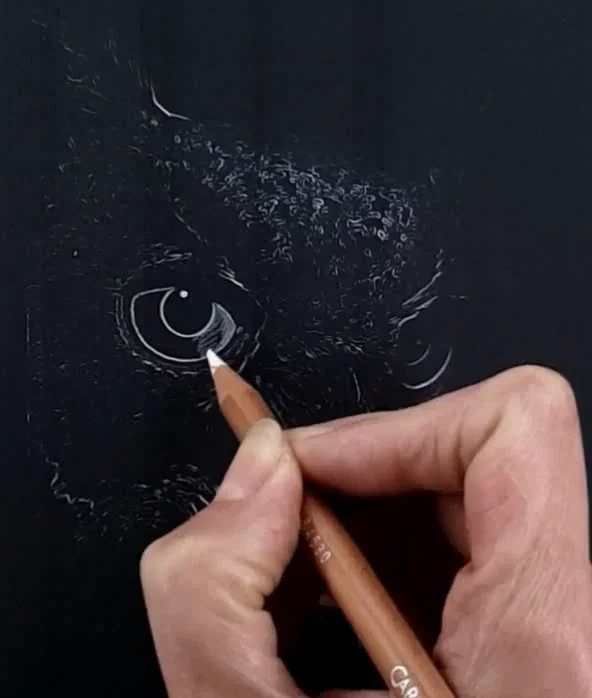 Webp animation colored pencil drawing of an owl with colored pencils by artist Jasmina Susak.