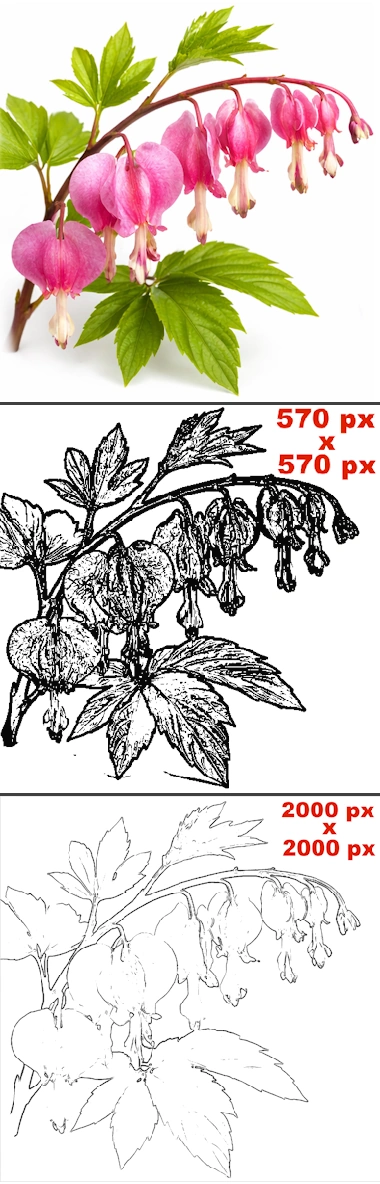 comparison on sketch lines of flower with low and high resolution results with reference photo in Sketcher.