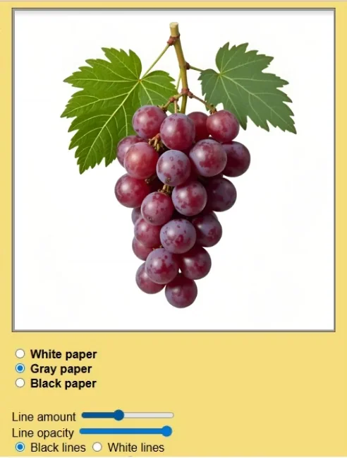 Mobile-optimized Webp animation of Sketcher app with paper gray options showing scales customizing line amount and tranparency on grapes reference photo.